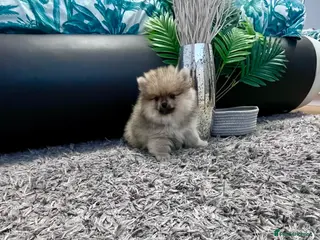 Pomeranian dogs Top Quality 🐻 Teddy Face - Advert 7