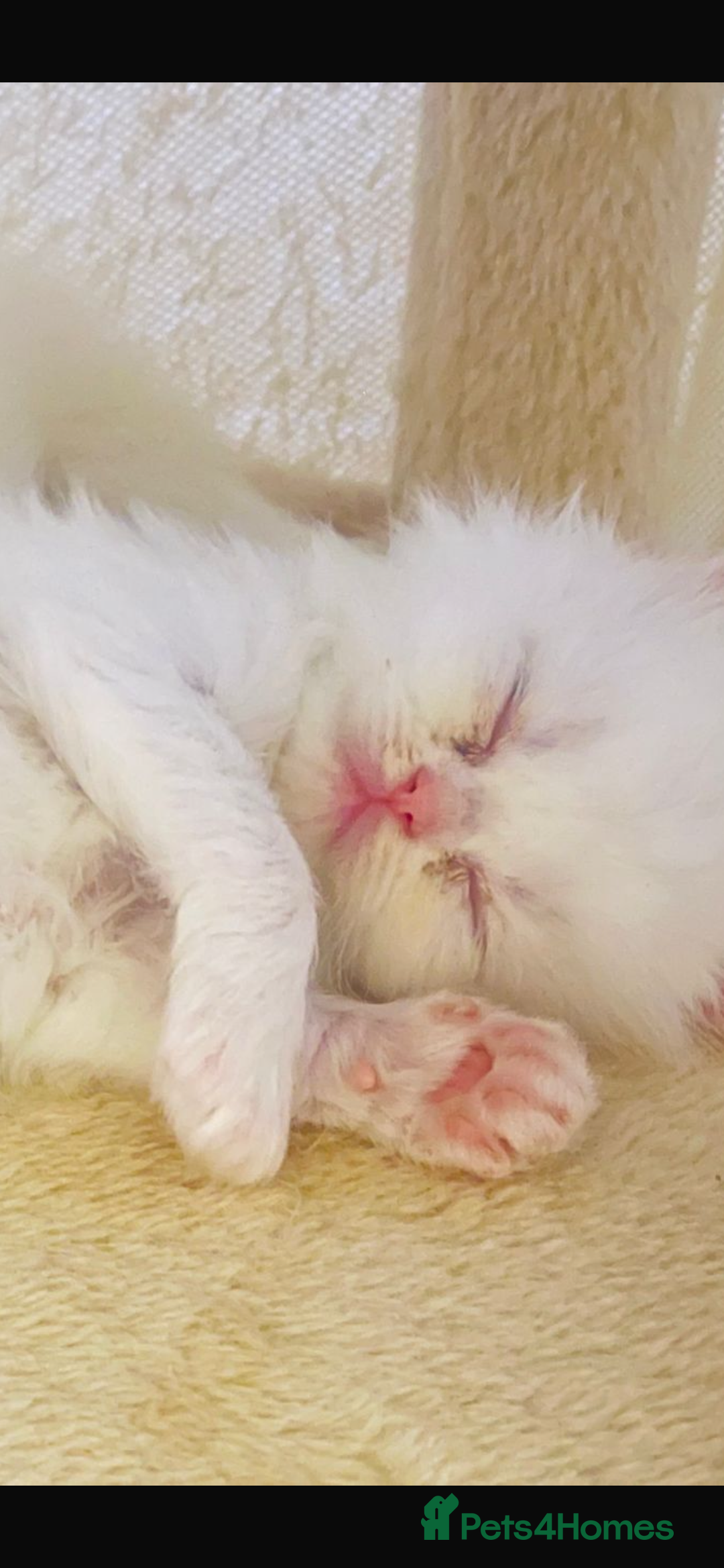 Persian cats for sale: ☆🕯️🏮 🍃Persian doll face kitten - ready now  - Advert 8