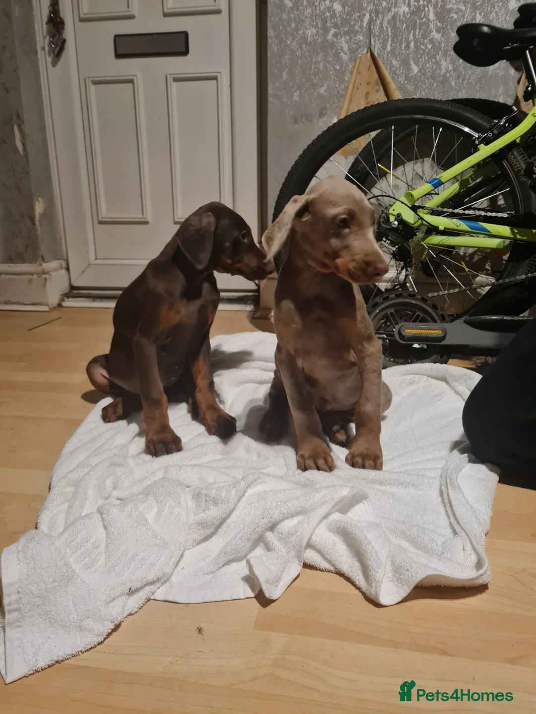 Dobermann dogs for sale: Doberman pups - Advert 12