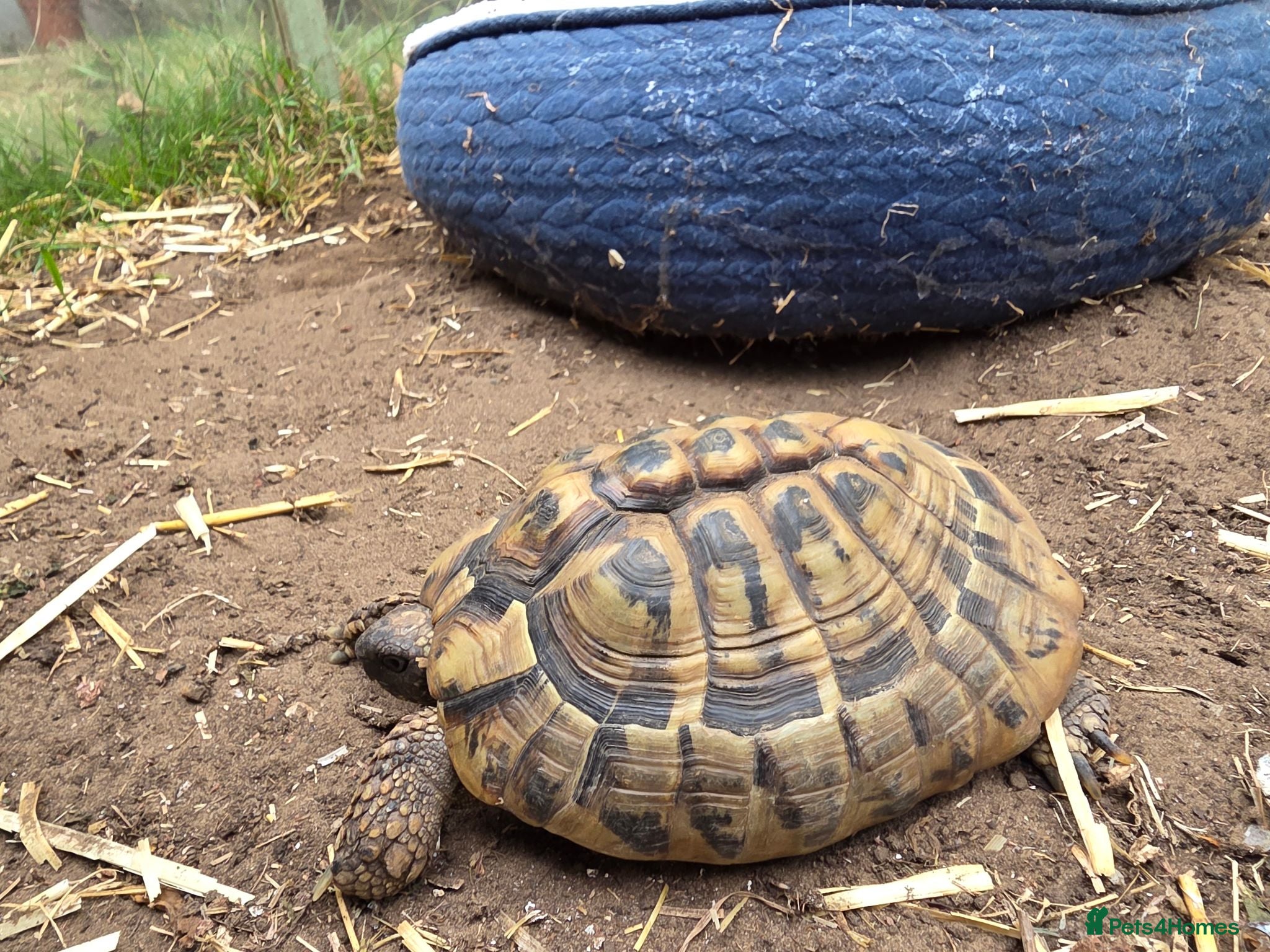 Hermann Tortoise reptiles Herman tortoise - Advert 4