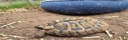 Hermann Tortoise reptiles for sale: Herman tortoise in York - Advert 1