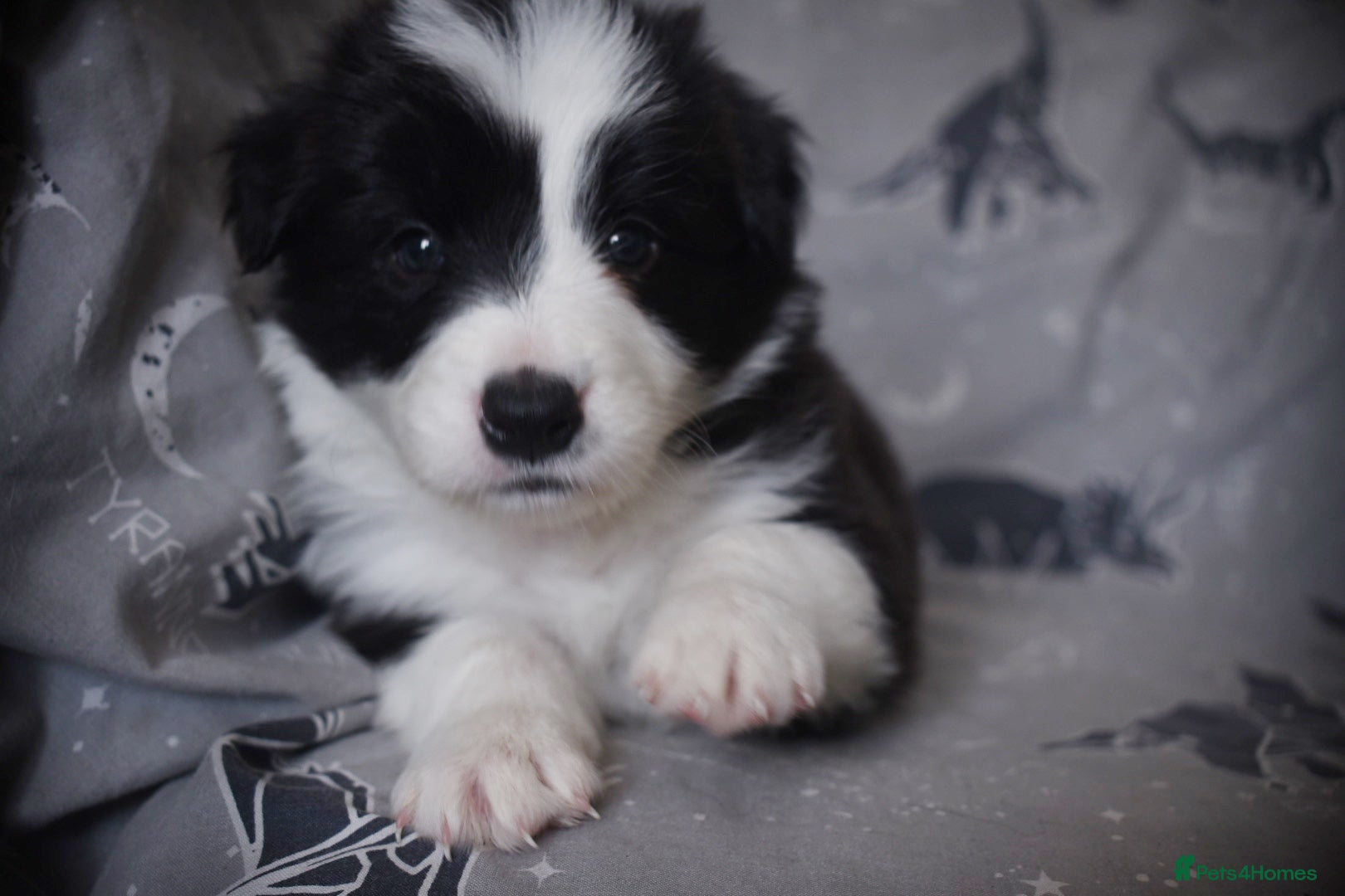 Border Collie dogs Last boy left health tested border collies - Advert 2