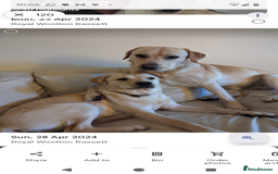 Labrador Retriever dogs for sale: Labrador puppies - Image 14
