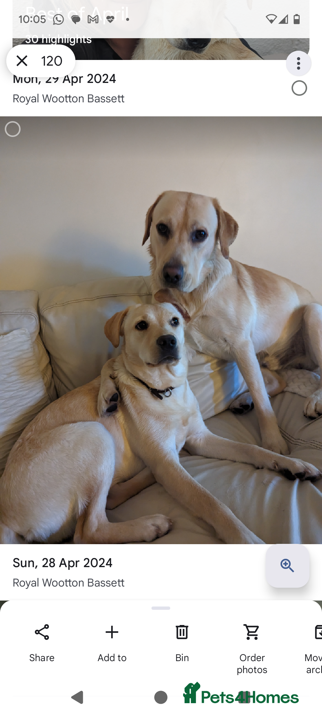 Labrador Retriever dogs for sale: Labrador puppies - Image 14