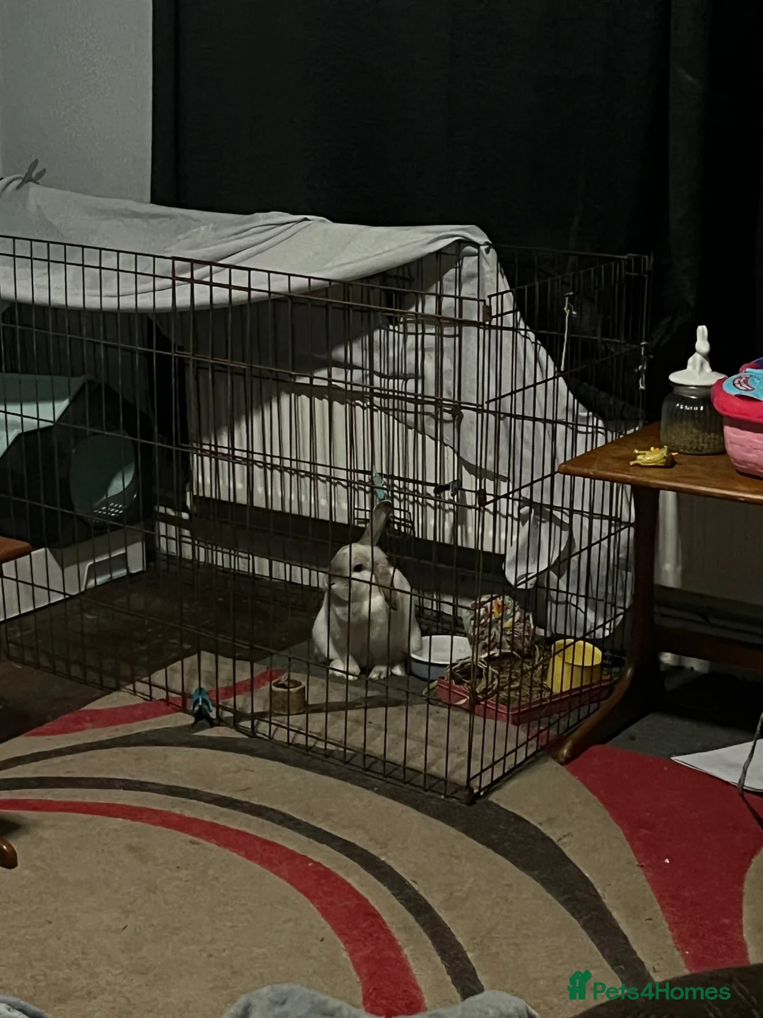 Mini Lop rabbits for sale: Doe pretty bunny for sale🩷 - Advert 2