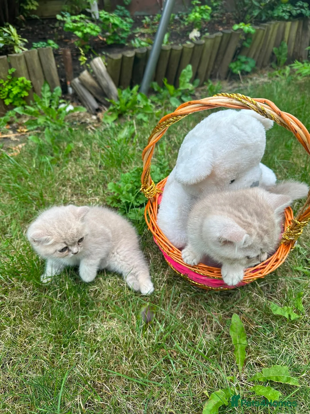 British Shorthair cats for sale: AVAILABLE 2  British short hairs for sale  - Advert 2