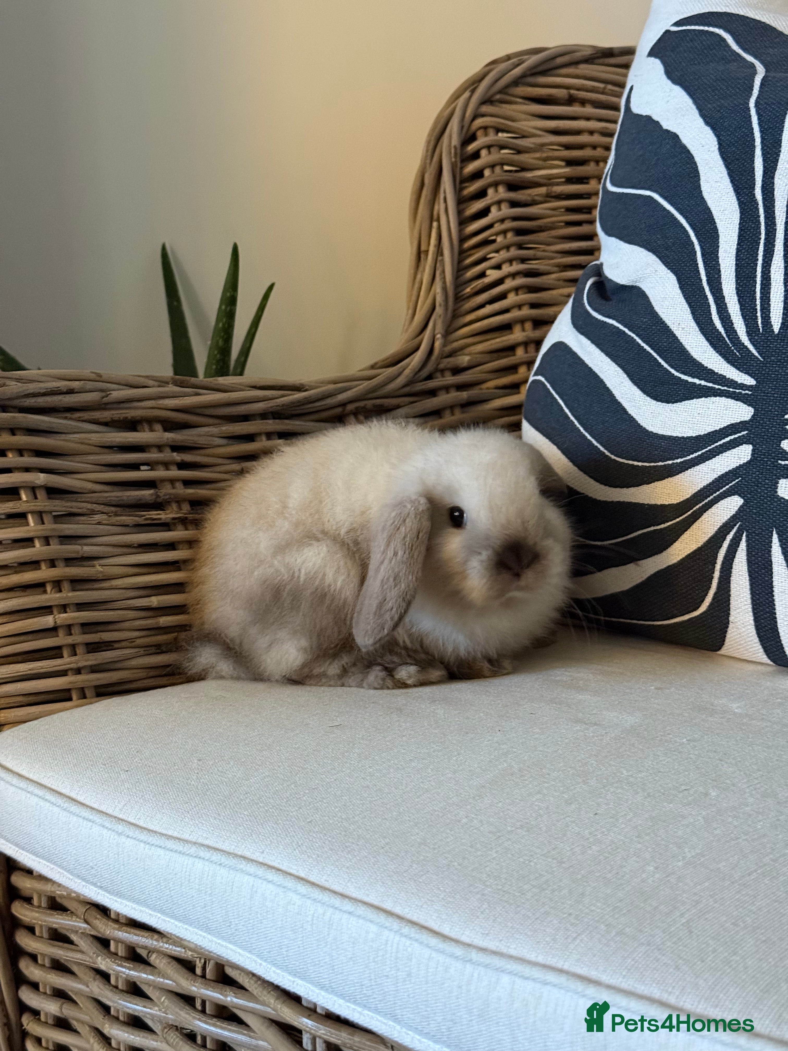 Mini Lop rabbits Mini Lop Bunnies  - Advert 3