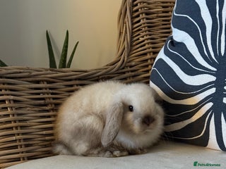 Mini Lop rabbits Mini Lop Bunnies - Advert 2