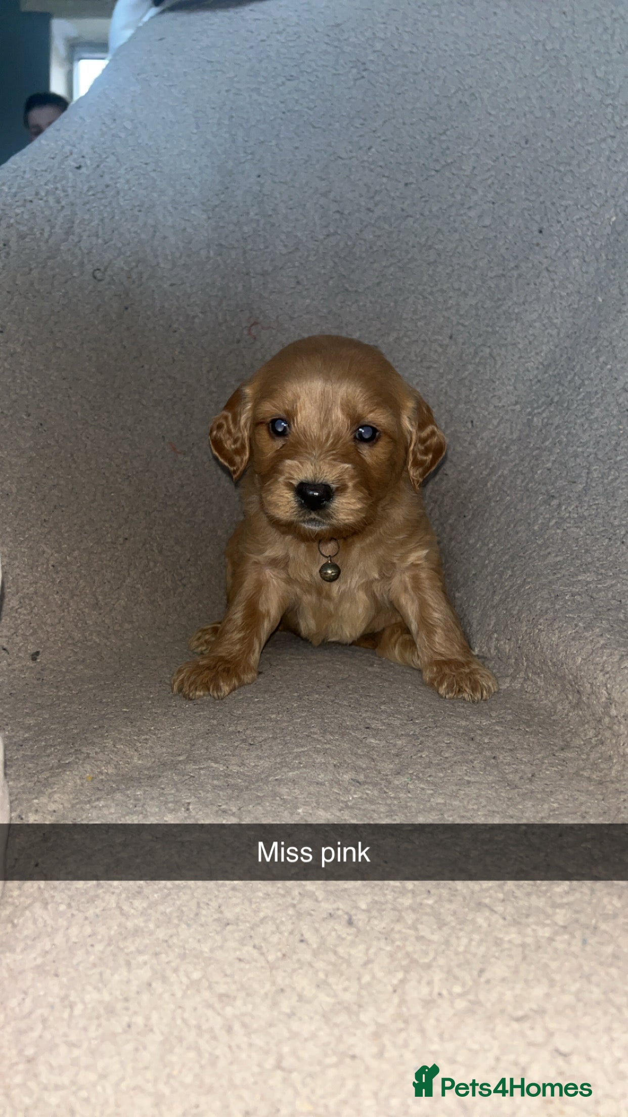 Goldendoodle dogs F1 golden doodle 5 left viewings now available. - Advert 8