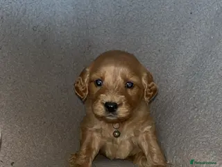 Goldendoodle dogs F1 golden doodle 5 left viewings now available. - Advert 8