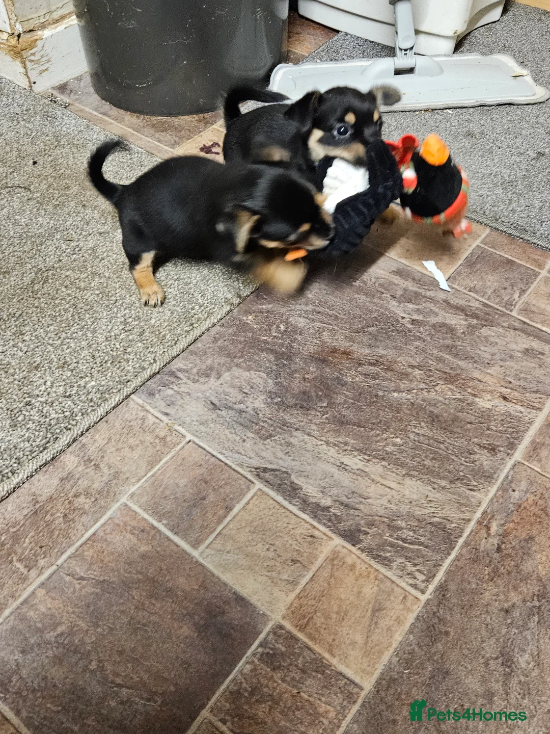 Jack Russell dogs for sale: Jack russle puppies  - Advert 3