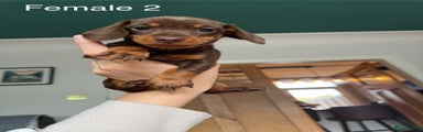 Miniature Dachshund puppy 2 - choc and tan