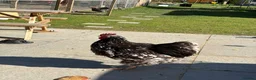 Chickens poultry for sale: Chocolate mottled LF Orpington roosters - Advert 2
