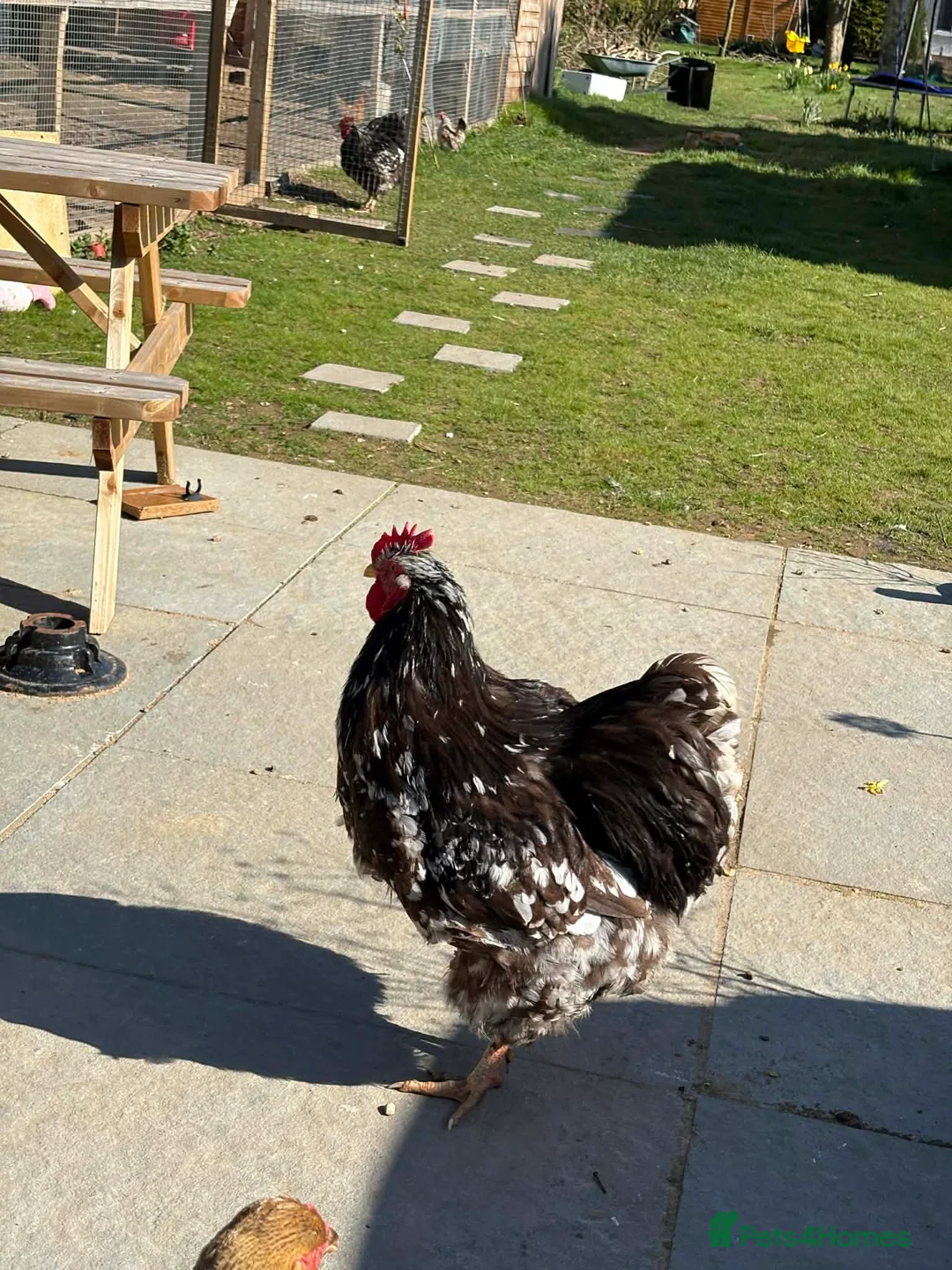 Chickens poultry for sale: Chocolate mottled LF Orpington roosters - Advert 2