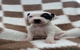 Jack Russell dogs for sale: 5 true to type jack russels  - Image 14