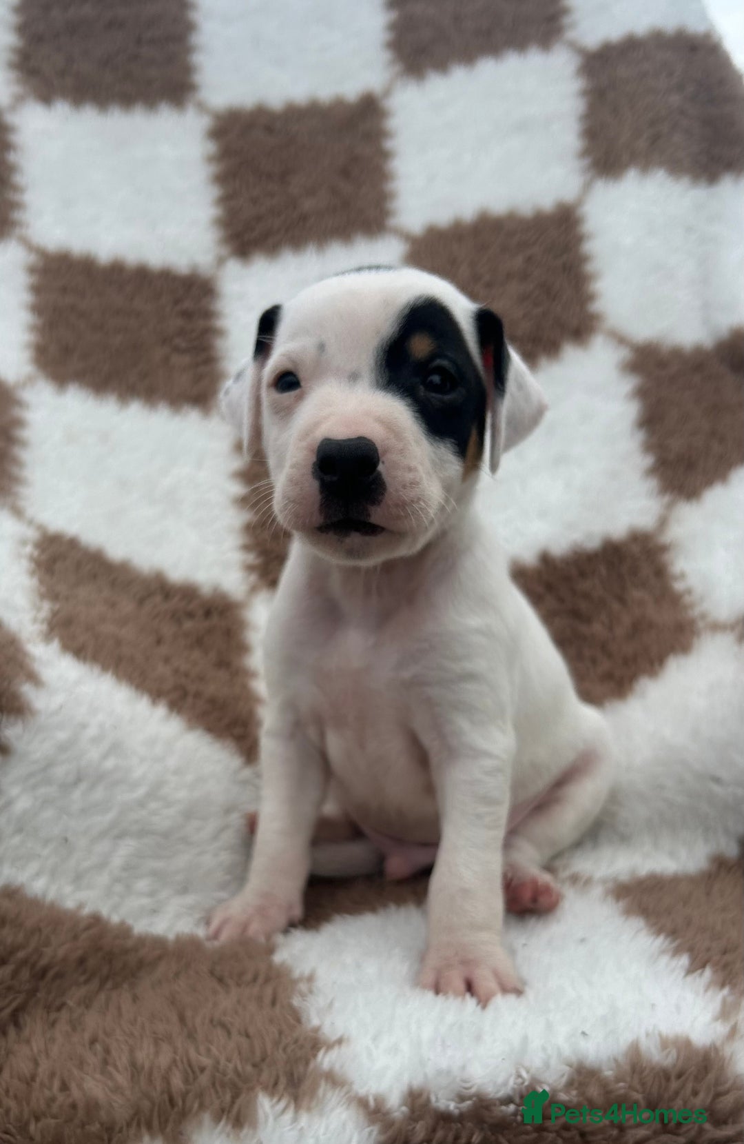 Jack Russell dogs for sale: 5 true to type jack russels  - Image 14