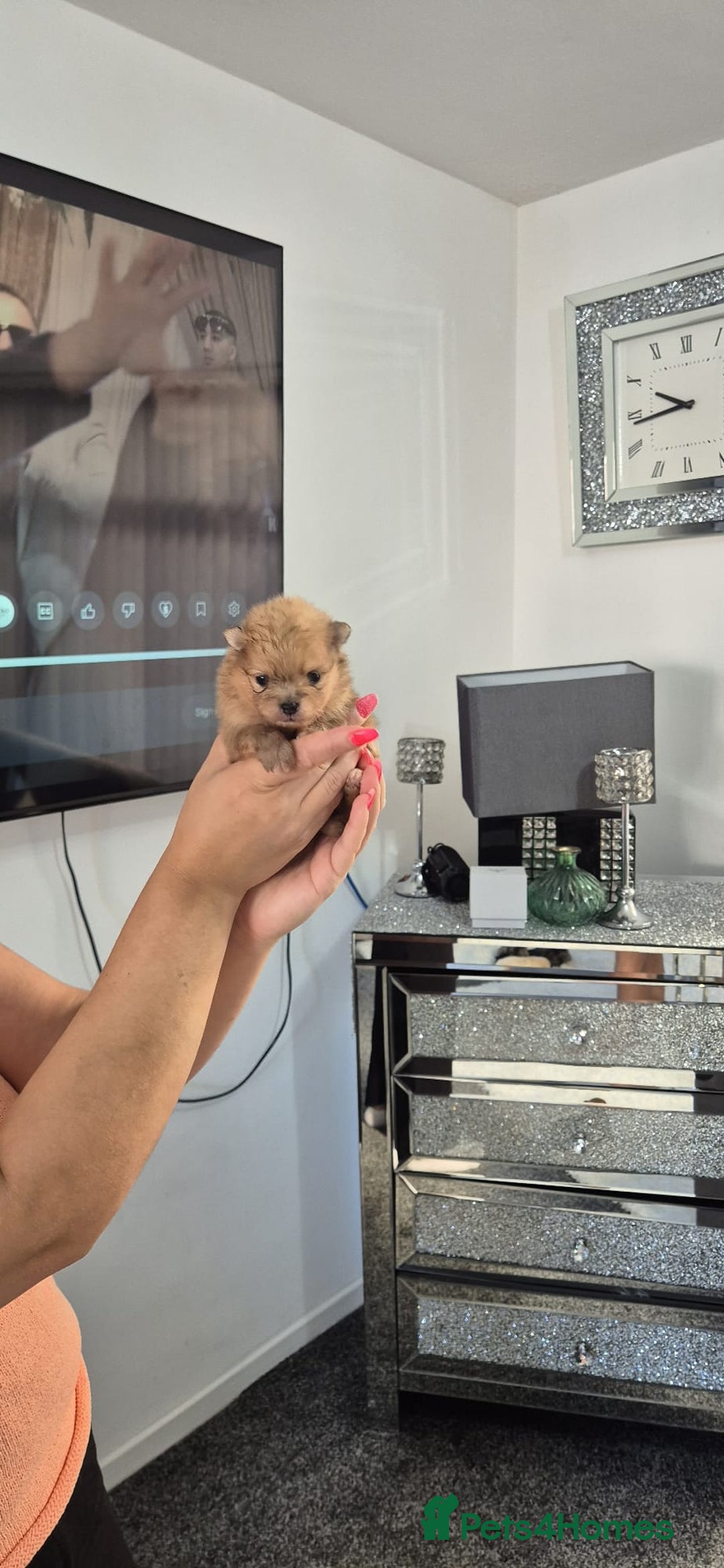 Pomeranian dogs for sale: Pomeranian teddy face xs size  - Image 7