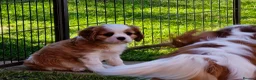 Cavalier King Charles Spaniel dogs for sale: Gorgeous KC Cavaliers from Health Tested Parents  - Advert 7