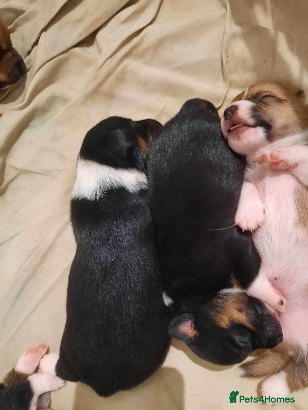 Jack Russell dogs for sale: Mini jack russells  - Image 8