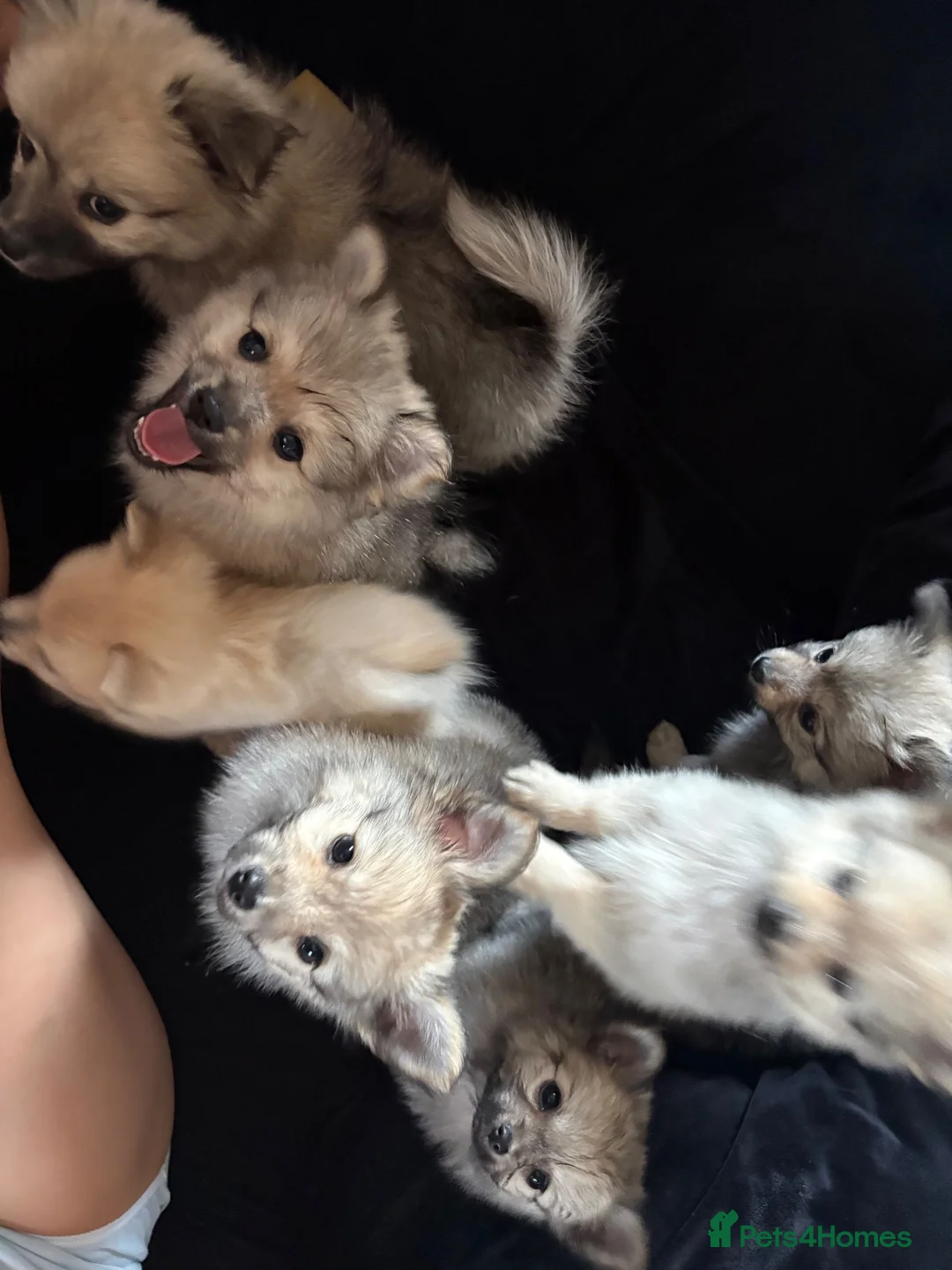 Pomeranian dogs for sale: Pomeranian puppies  - Advert 20