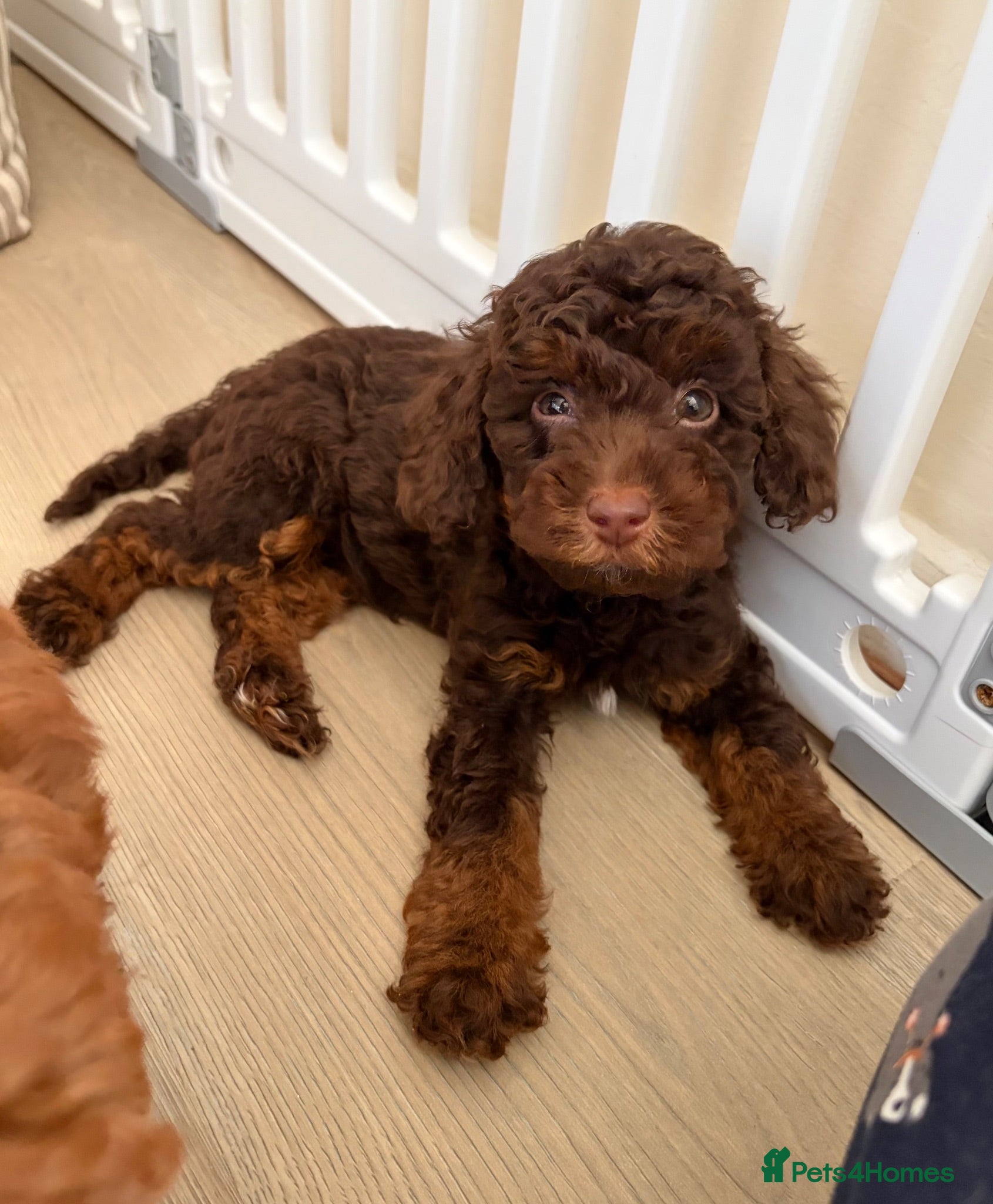 Toy Poodle dogs Health tested Toy poodle puppies  - Advert 1