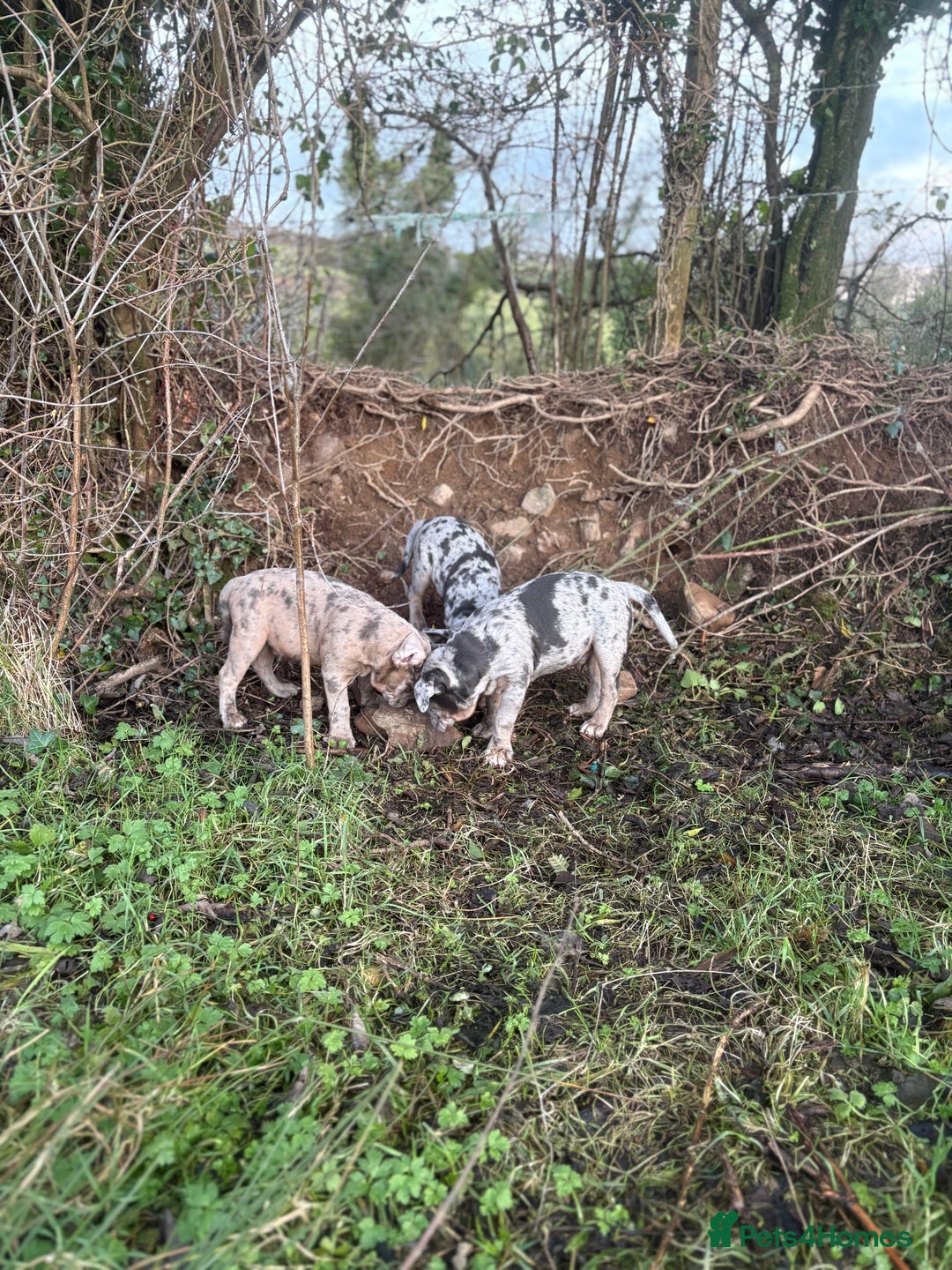 Olde English Bulldogge dogs for sale: 3 male puppy Olde English Bulldogges left - Advert 22