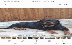 Rottweiler dogs for sale: Kc reg full German champion rottweiler puppies   - Image 33