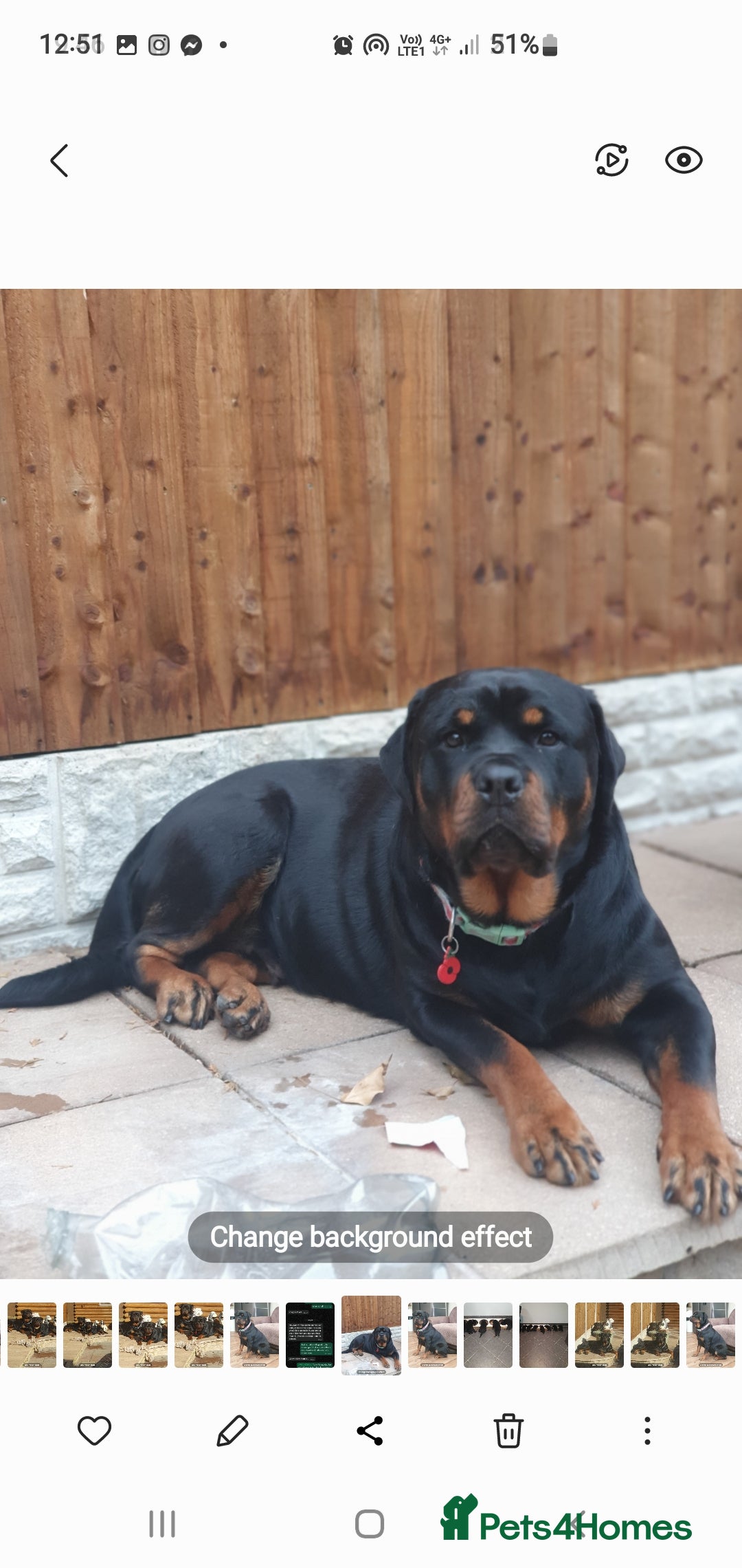 Rottweiler dogs for sale: Kc reg full German champion rottweiler puppies   - Image 33