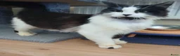 British Longhair cats for adoption: ADOPTION: Pascal in Liverpool - Advert 4