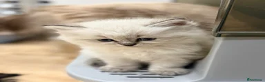 Siberian Kitten 4