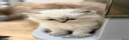 Siberian cats for sale: Beautiful Neva Masquerade Kittens for Sale 🐾 - Advert 6