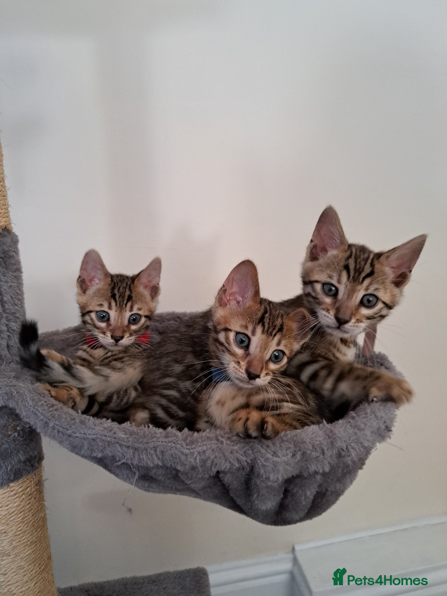 Bengal cats for sale: Beautiful TICA Bengal Kittens - Advert 1