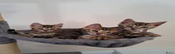 Bengal cats for sale: Beautiful TICA Bengal Kittens - Advert 1