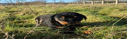 Rottweiler dogs for sale: Stunning chunky Rottweiler puppies - Advert 23