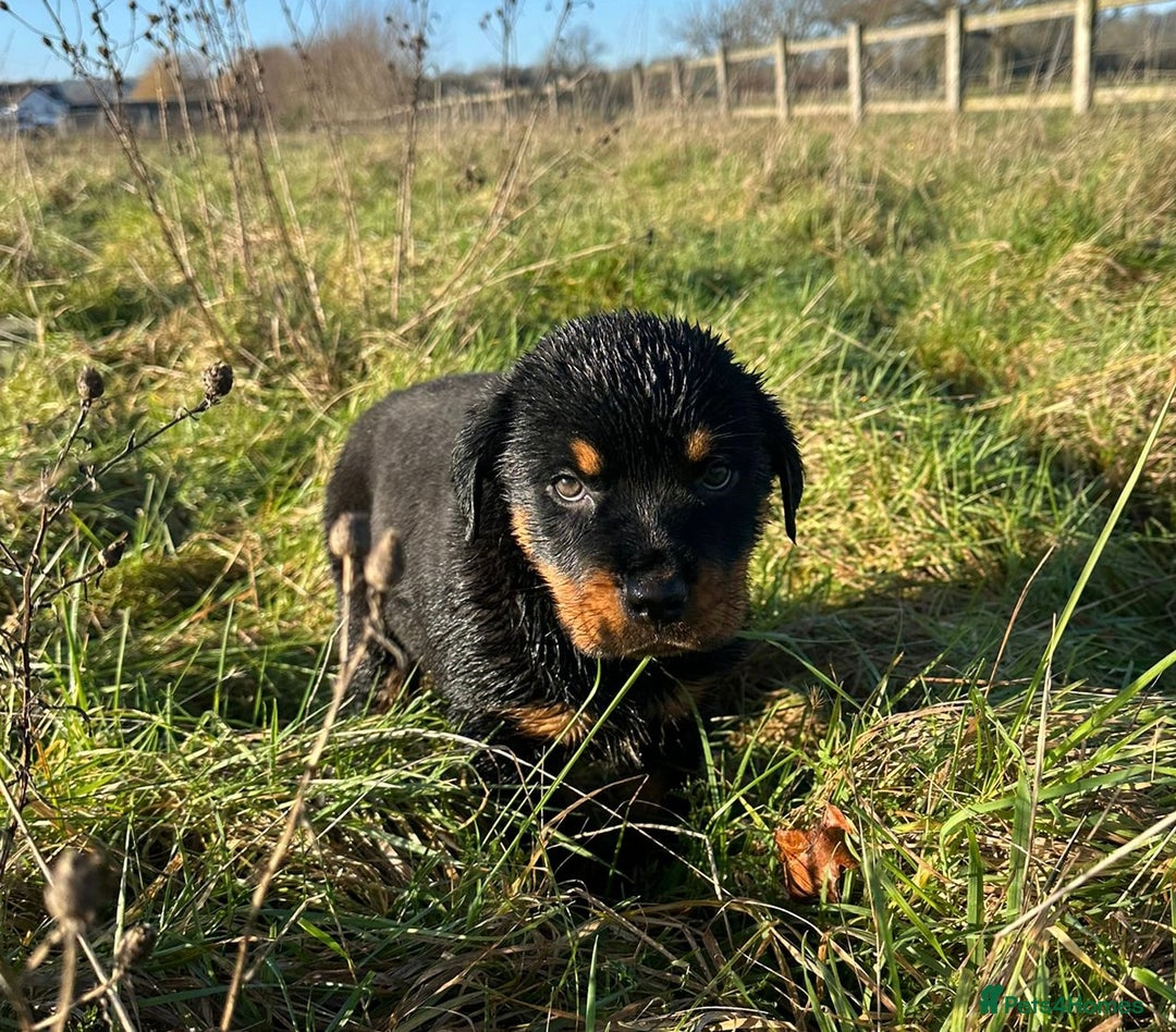 Rottweiler dogs for sale: Stunning chunky Rottweiler puppies - Advert 23