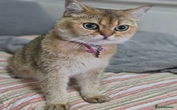 British Shorthair cats for sale: Golden Shaded Kittens looking for Loving Homes!  - Image 15