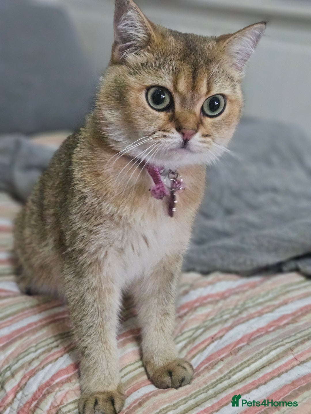 British Shorthair cats for sale: Golden Shaded Kittens looking for Loving Homes!  - Image 15