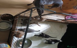 Whippet dogs for sale: 2 whippet pups left ( 1 bitch & 1 boy) - Image 4