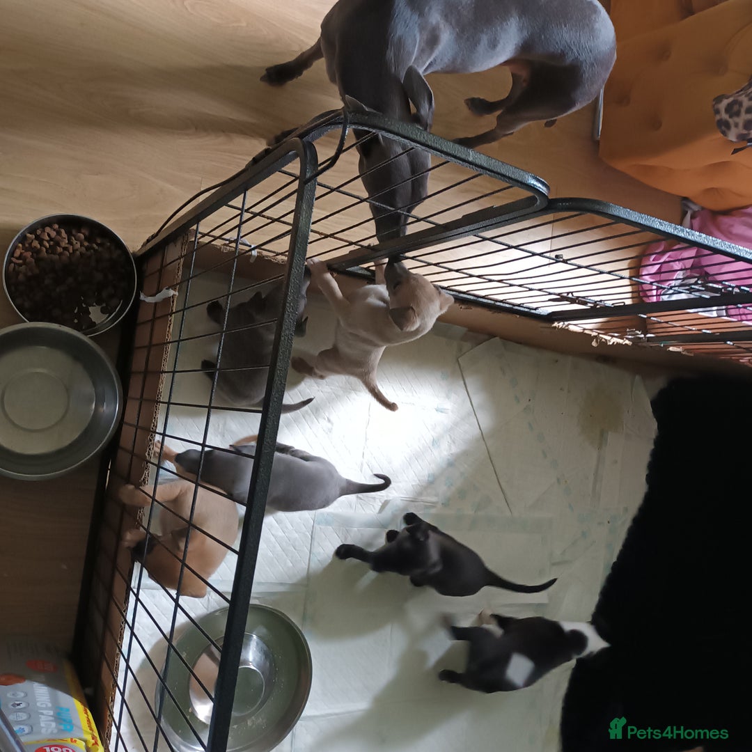 Whippet dogs for sale: 2 whippet pups left ( 1 bitch & 1 boy) - Image 4