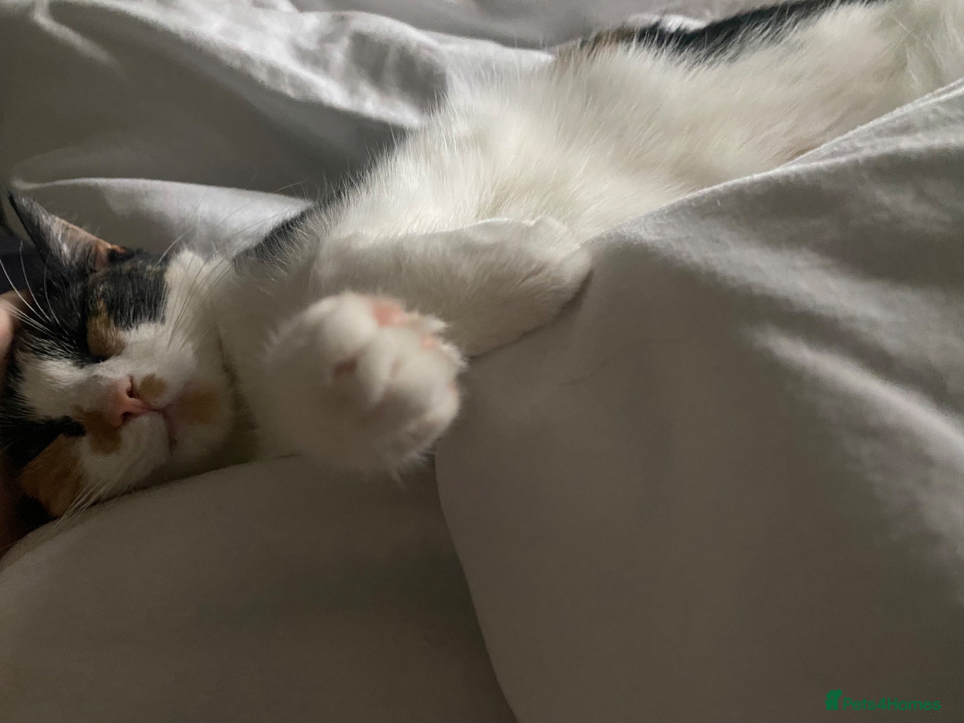 Domestic Shorthair cats Rehoming - Advert 18