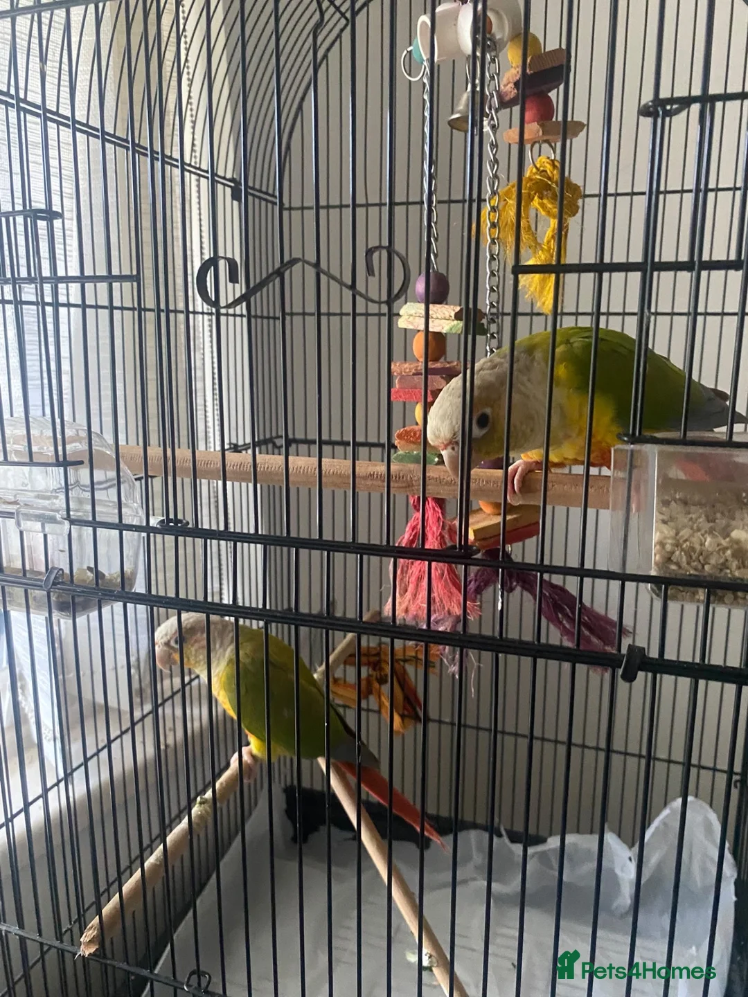 Conures birds for sale: Beautiful Bonded Conure Pair Looking for a Home  in Cardiff - Advert 1