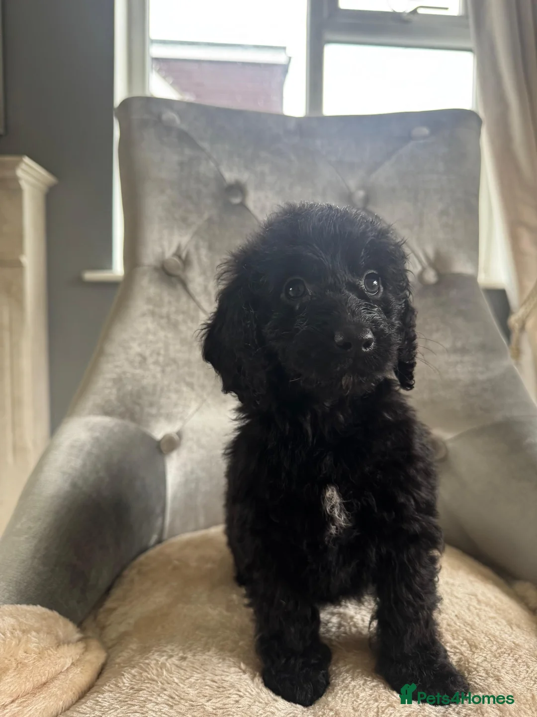 Cockapoo dogs for sale: F1 cockapoo puppies  - Advert 8