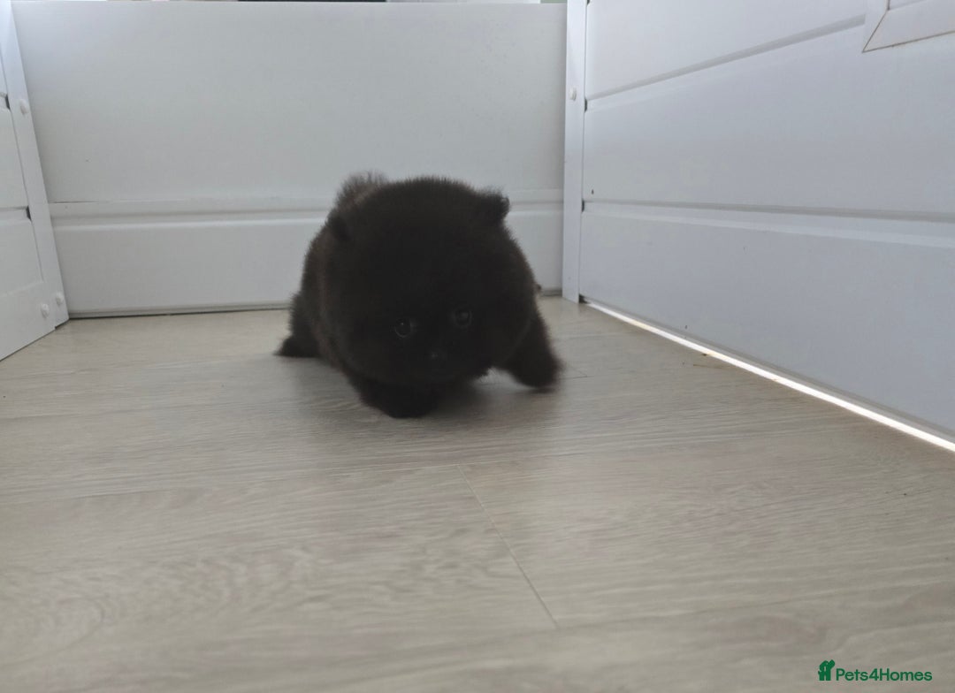Pomeranian dogs for sale: Super tiny 40+🏆 in lines 700g 💙 only ready now! - Advert 5