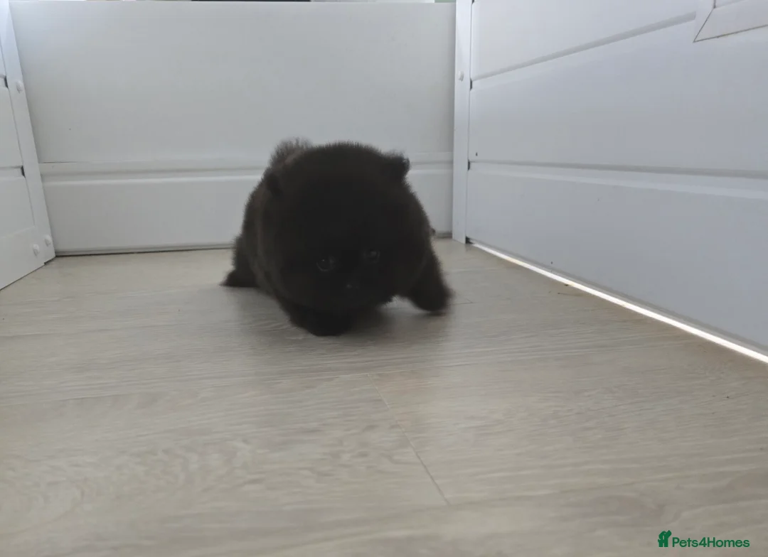 Pomeranian dogs for sale: 40+🏆 in lines 💙 only ready now! - Advert 5