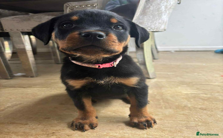 Rottweiler dogs - Advert 15