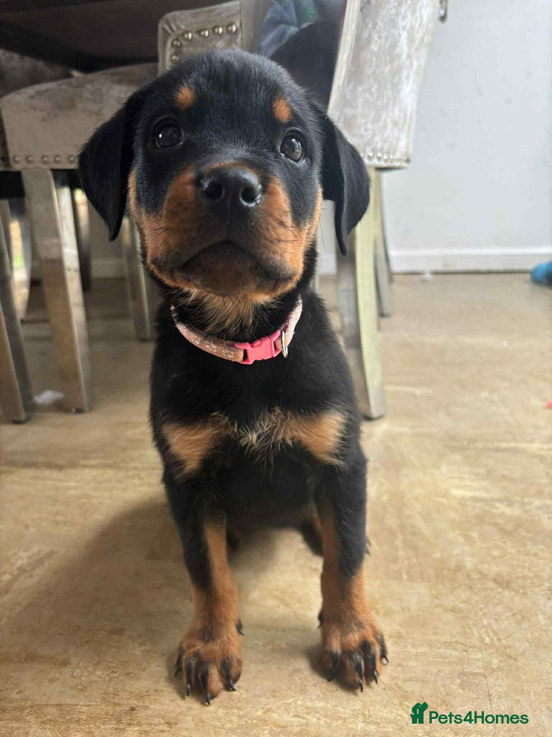 Rottweiler dogs for sale: KC Registered Female Available  - Image 1