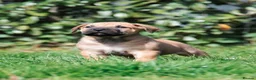 Boerboel dogs for sale: Waitlist now open - due early October in Horsham - Advert 9