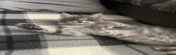 Maine Coon cats for sale: TICA Registered Maine Coon Kittens  - Advert 6