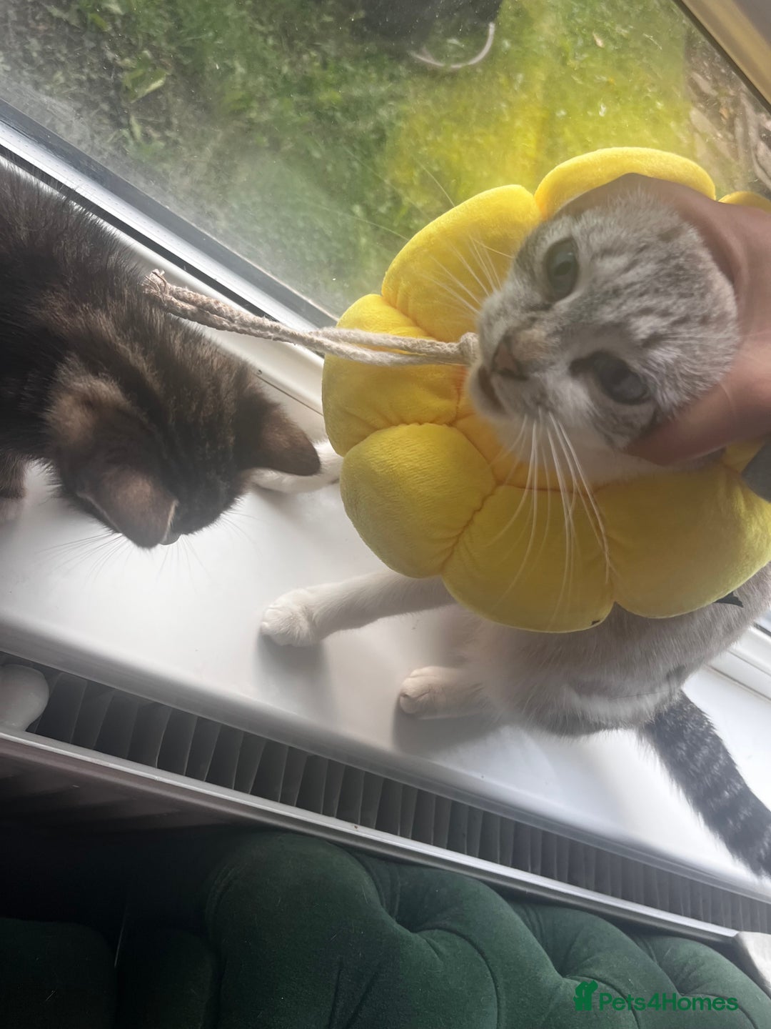 Mixed Breed cats for sale: Kittens for sale  - Image 13