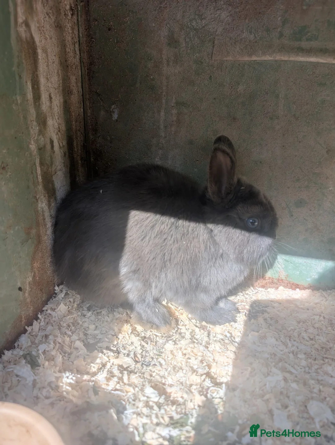 Netherland Dwarf rabbits for sale: Netherland dwarfs  - Advert 2